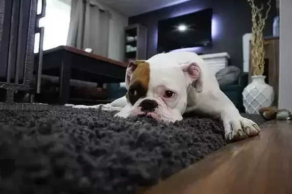 Bulldog laying on new carpet